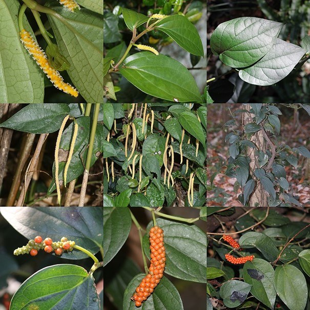 Piper kadsura - Wikipedia