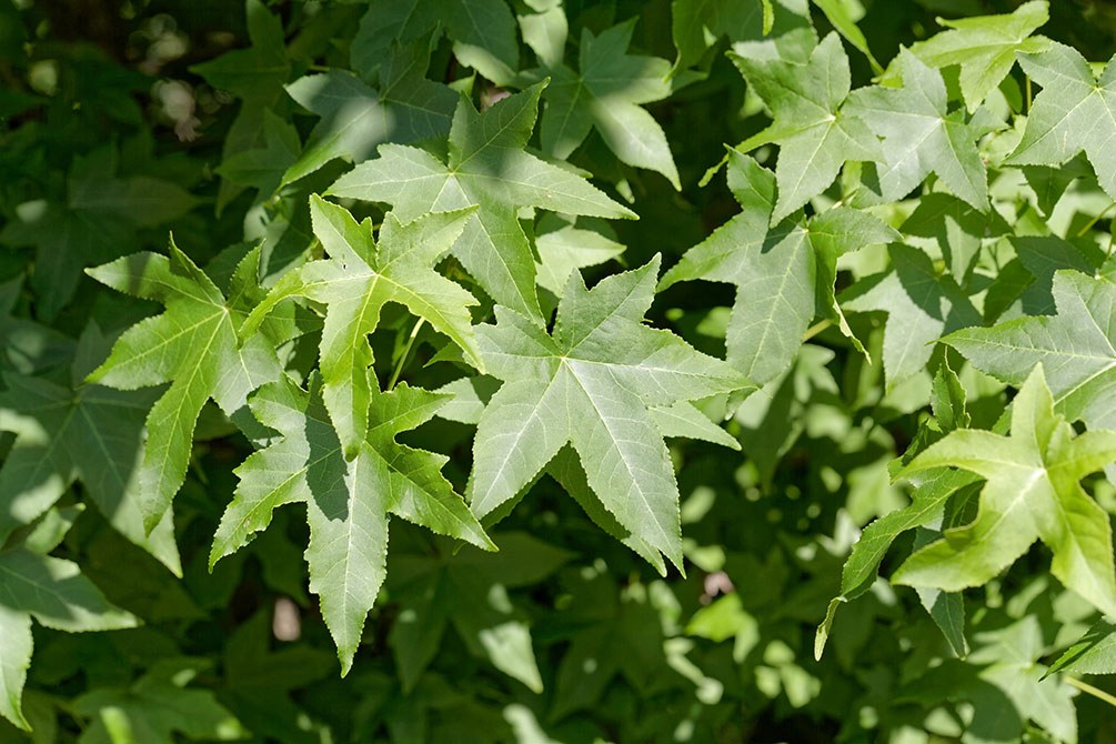 Liquidambar styraciflua