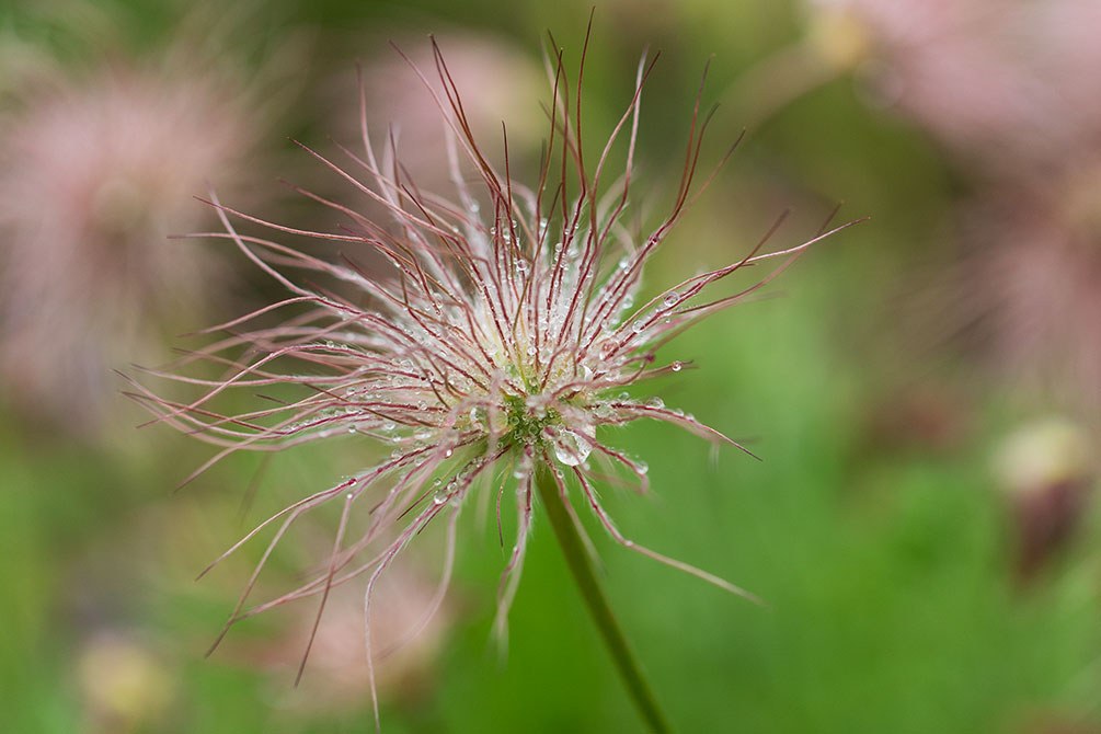 Auf dem Bild sieht man die Pflanze Pulsatilla vulgaris, welche bei Complemedis als Urtinktur verfügbar ist.