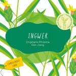 Ingwer Etikett